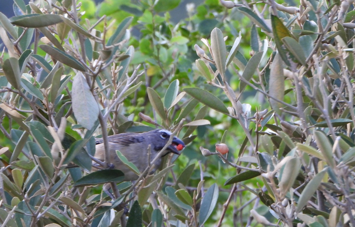 Olive-gray Saltator - ML642216898