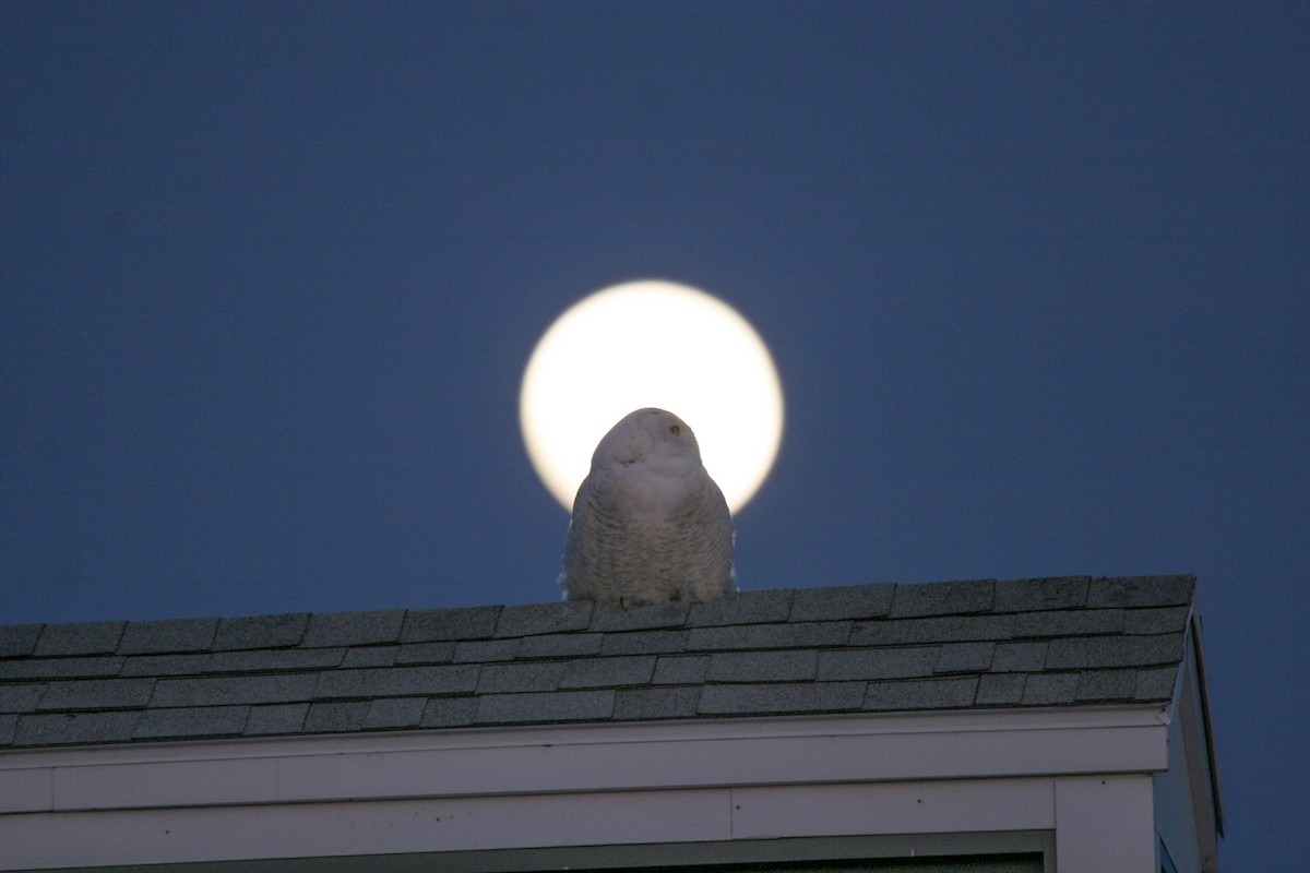 Snowy Owl - ML642216908