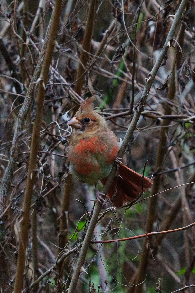Northern Cardinal - ML642216922
