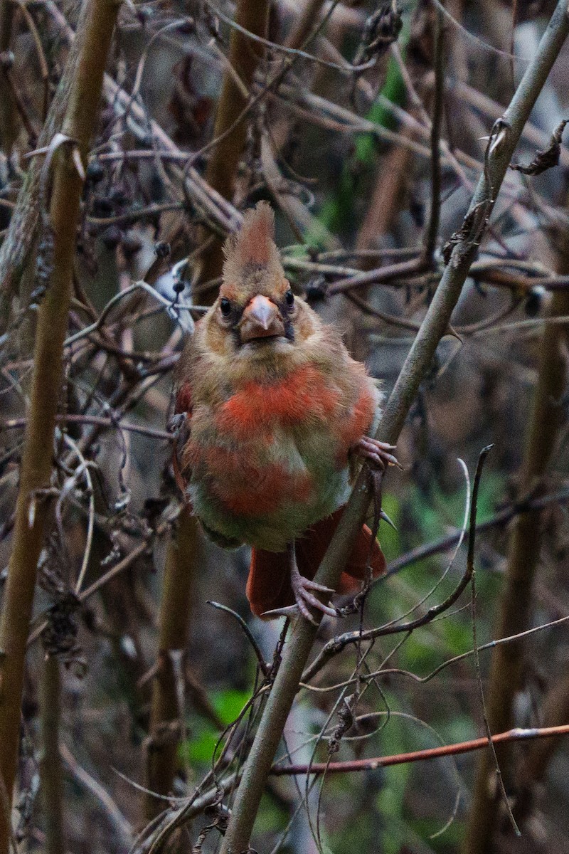 Northern Cardinal - ML642216923