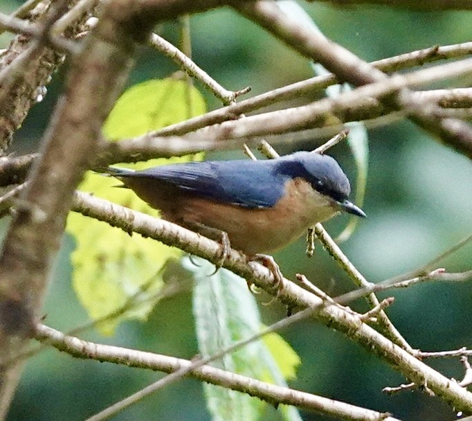 White-tailed Nuthatch - ML642216933