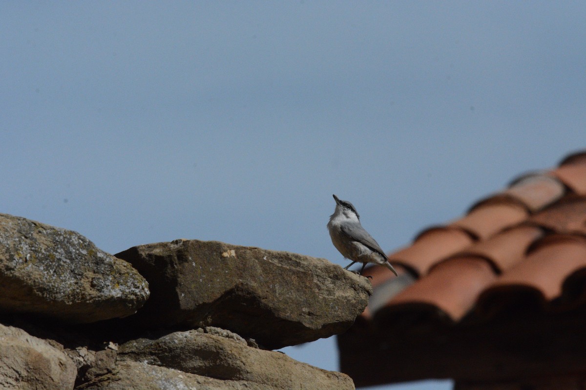 Western Rock Nuthatch - ML642216941
