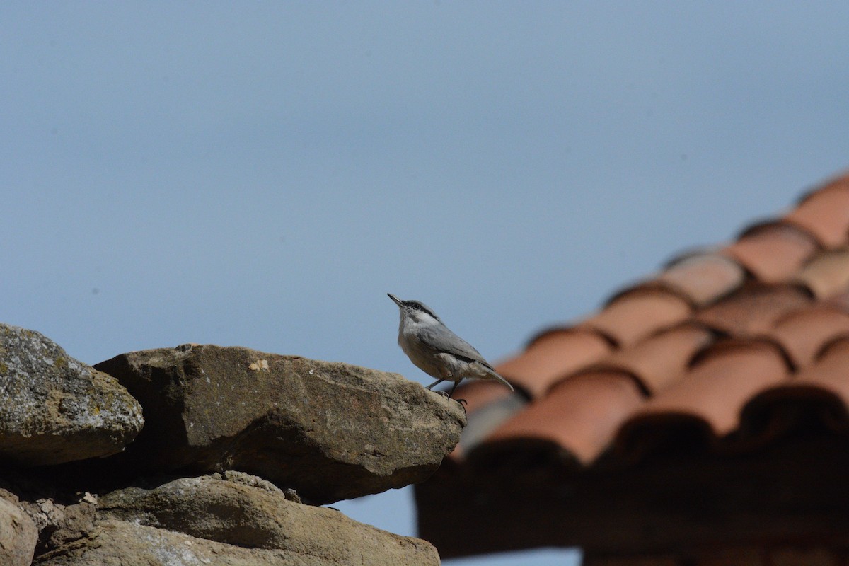 Western Rock Nuthatch - ML642216942