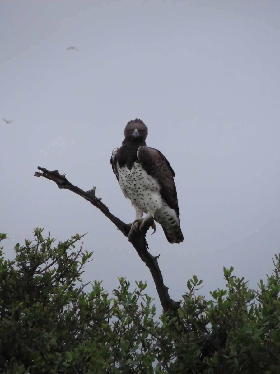Martial Eagle - ML642216944