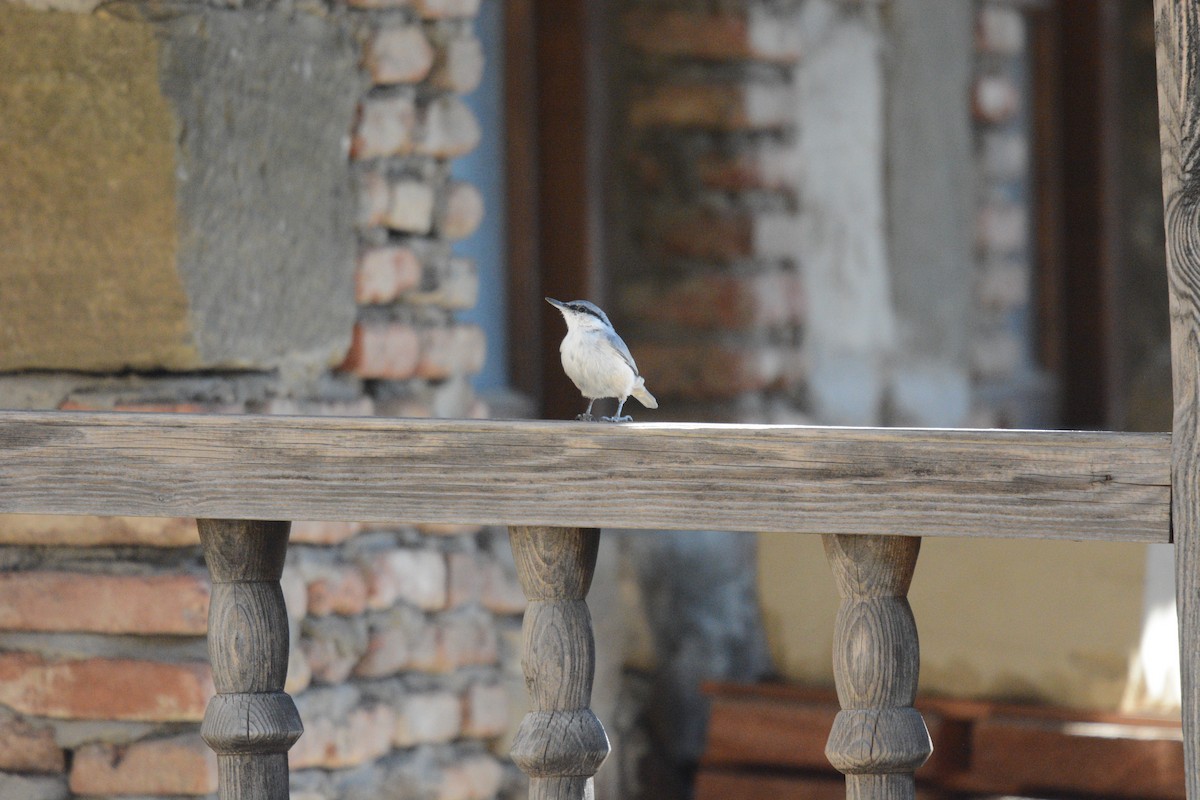 Western Rock Nuthatch - ML642216951