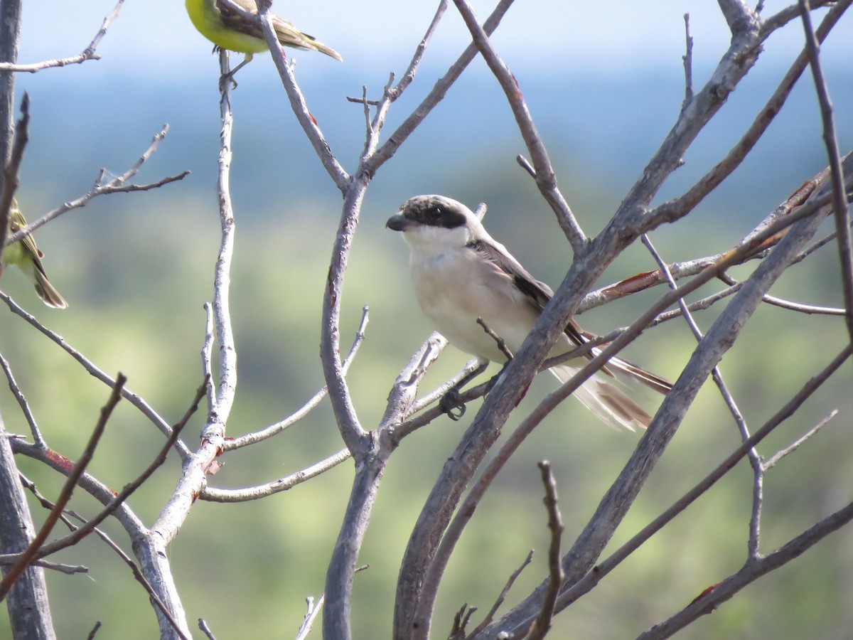 Lesser Gray Shrike - ML642216964
