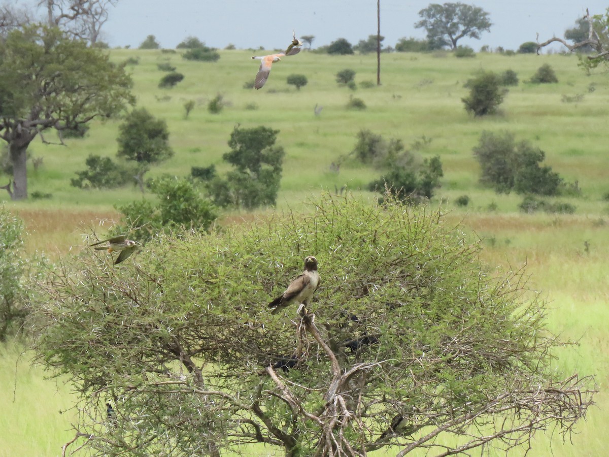 Lesser Kestrel - ML642216970