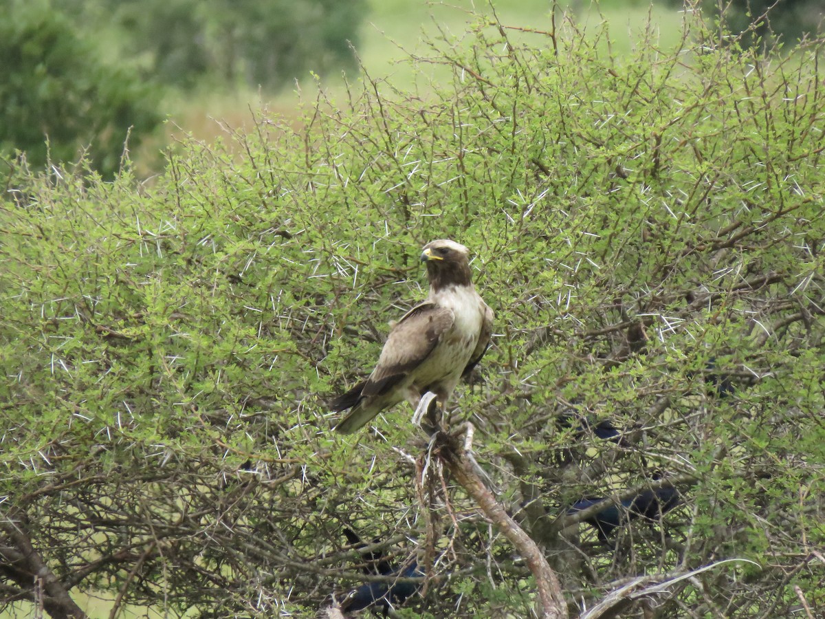 Wahlberg's Eagle - ML642216977