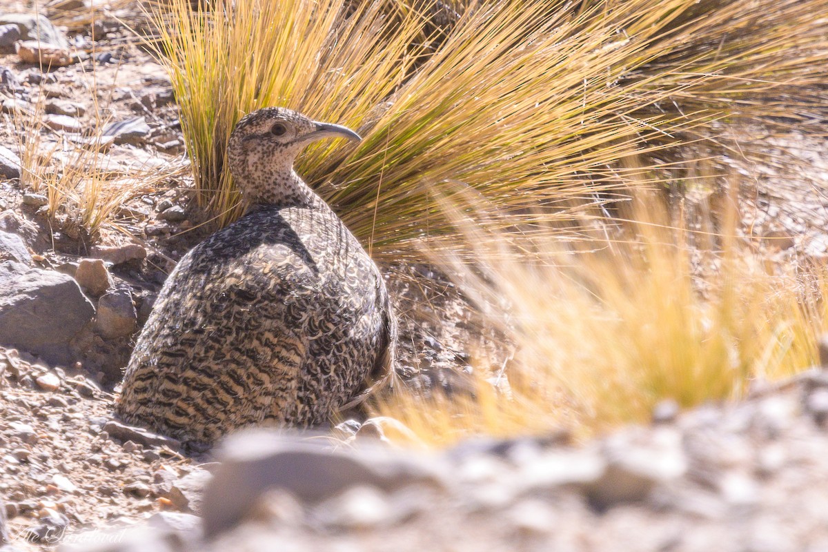 Tinamou orné - ML642216978