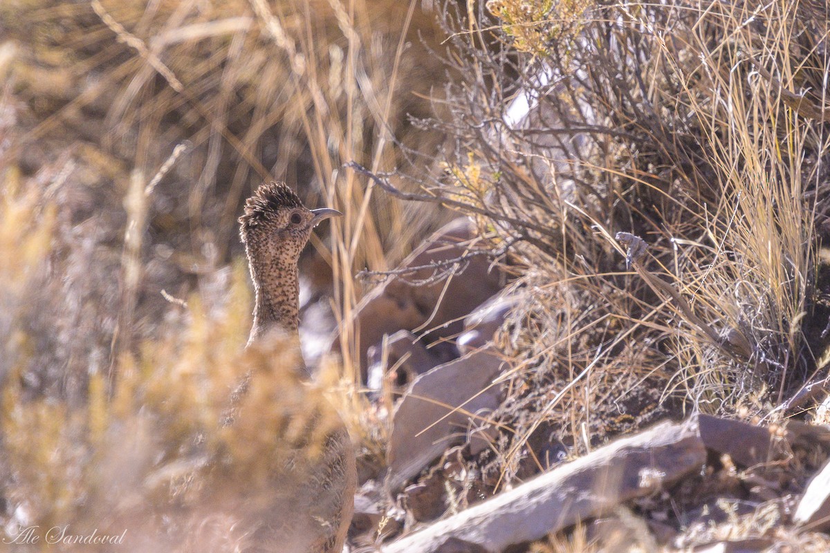 Tinamou orné - ML642216979
