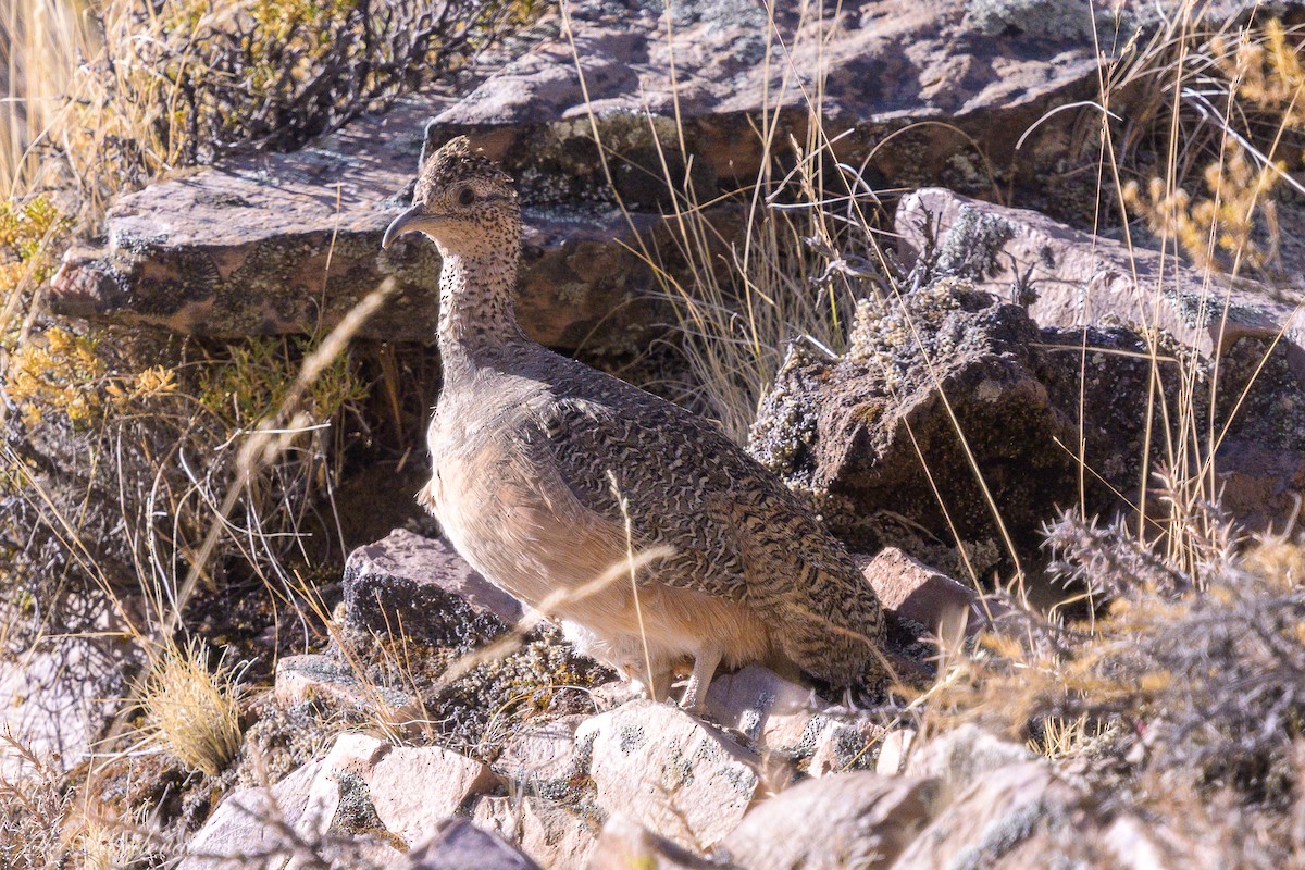 Tinamou orné - ML642216982