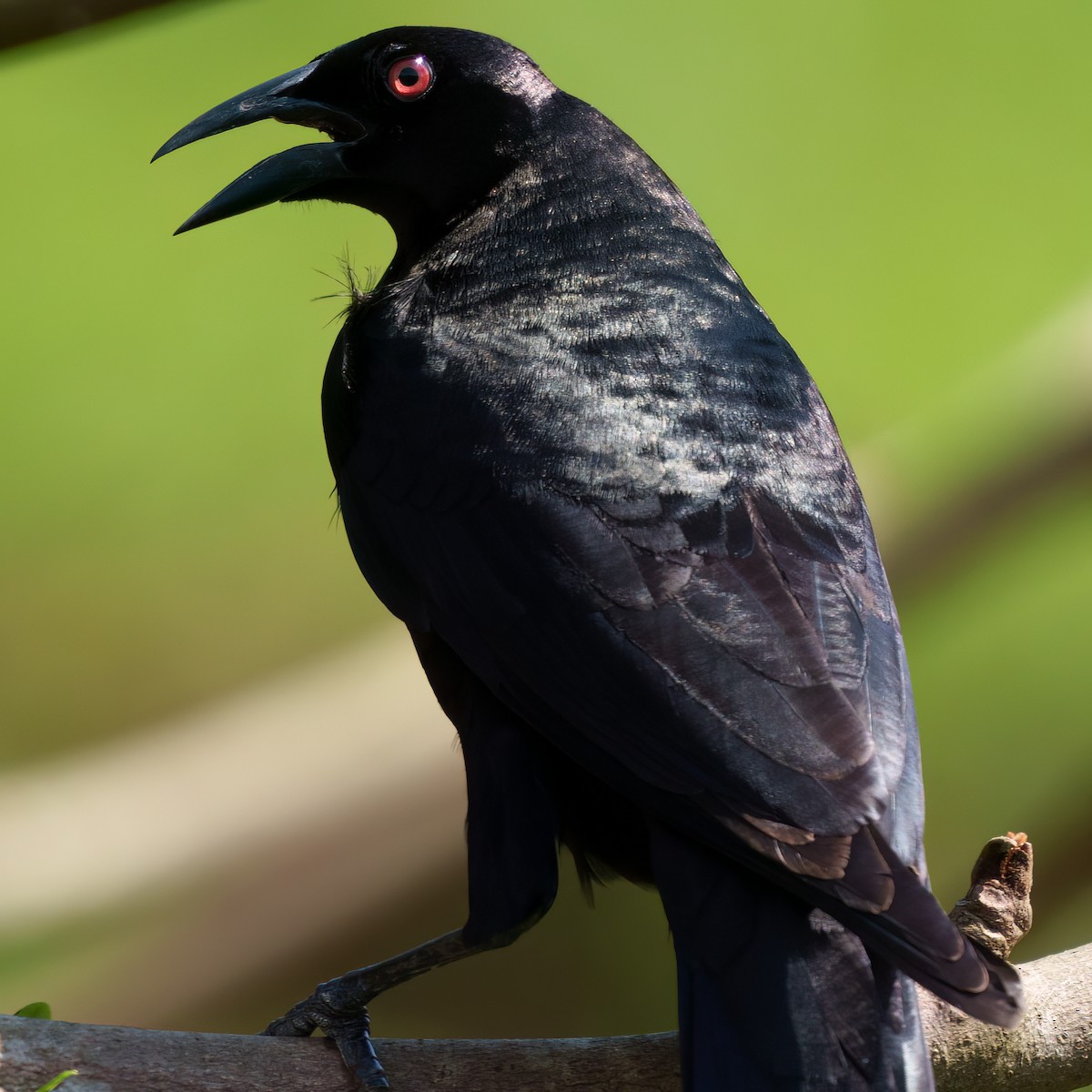 Giant Cowbird - ML642217002