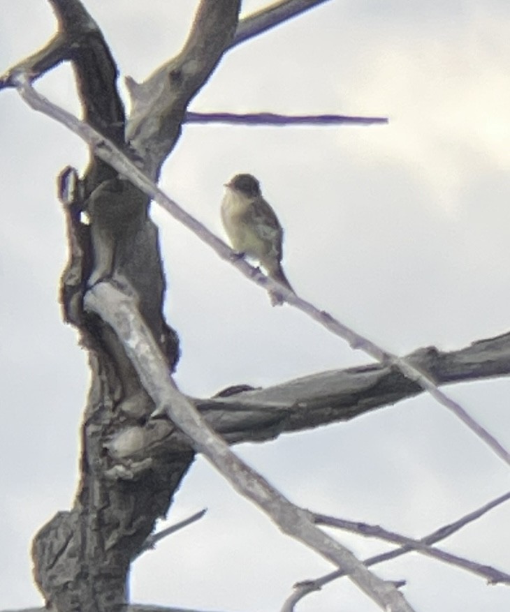 Eastern Phoebe - ML642217017