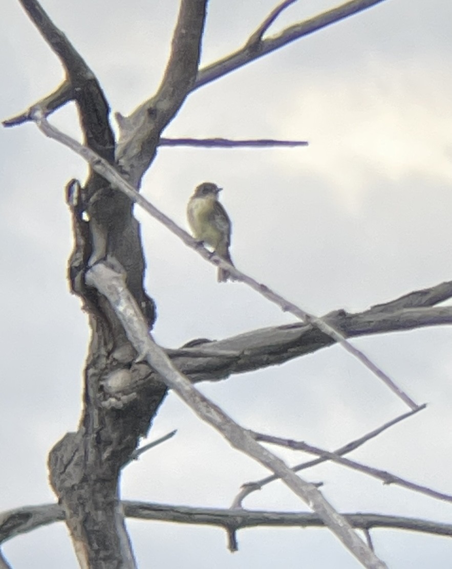 Eastern Phoebe - ML642217018