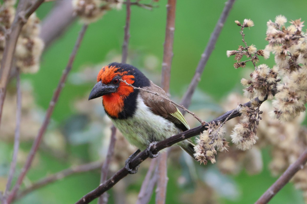 Black-collared Barbet - ML642217021