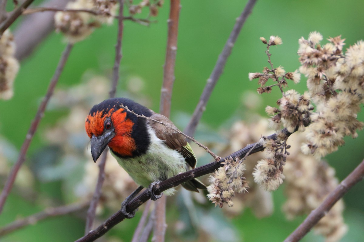 Black-collared Barbet - ML642217022