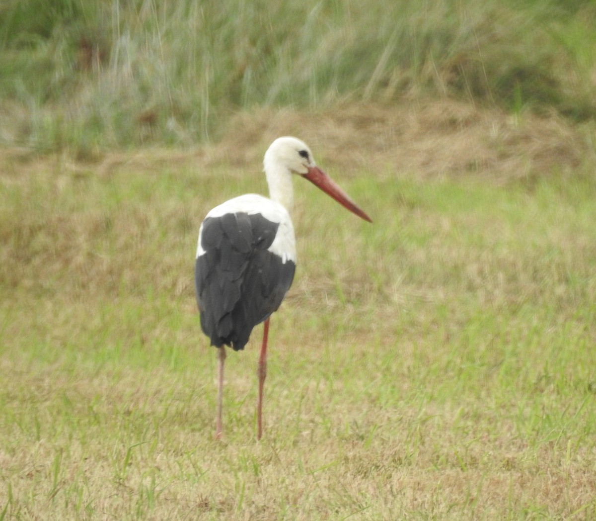 White Stork - ML642217034