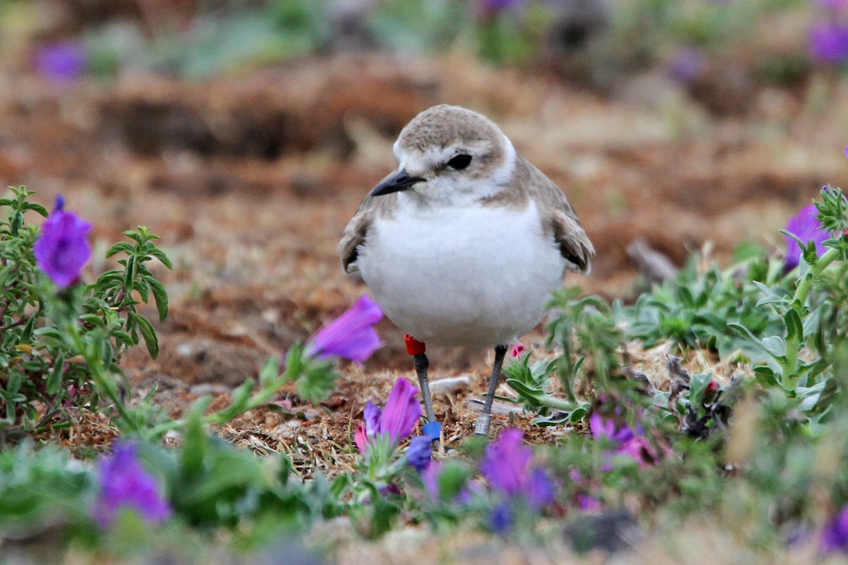 Kentish Plover - ML642217050