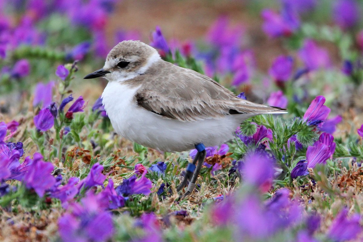Kentish Plover - ML642217051