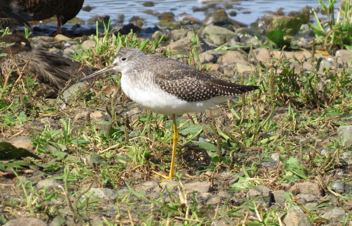 Greater Yellowlegs - ML642217060