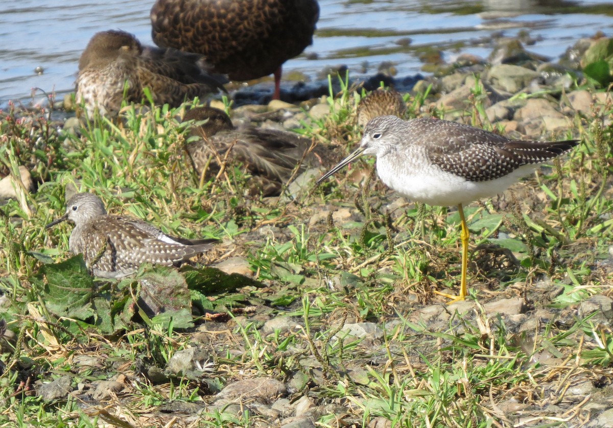 Lesser Yellowlegs - ML642217069