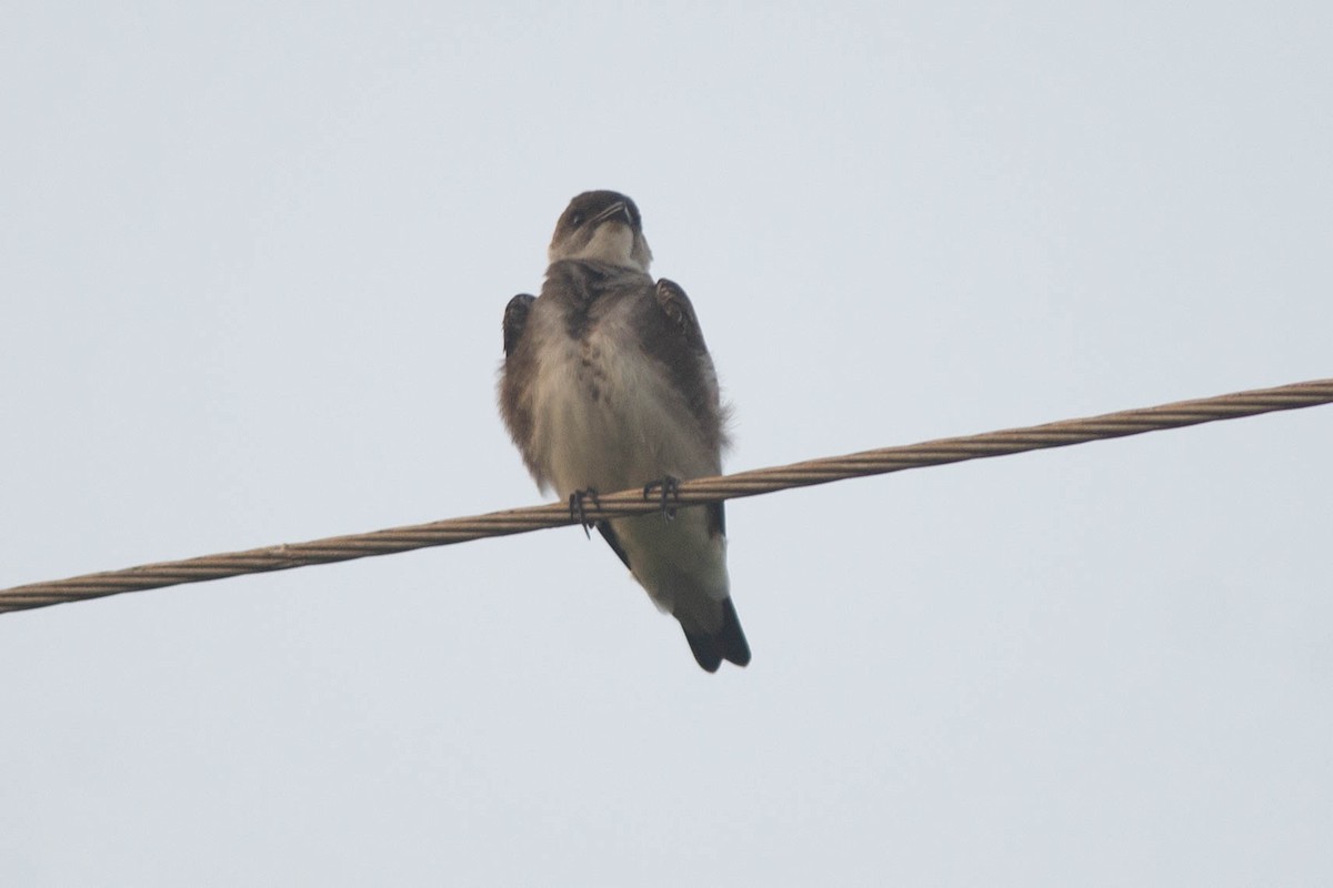 Brown-chested Martin (fusca) - ML642217082