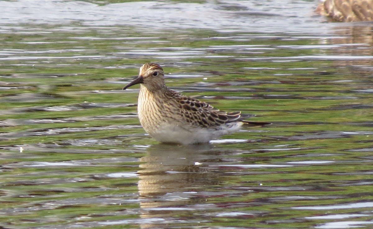 Pectoral Sandpiper - ML642217097