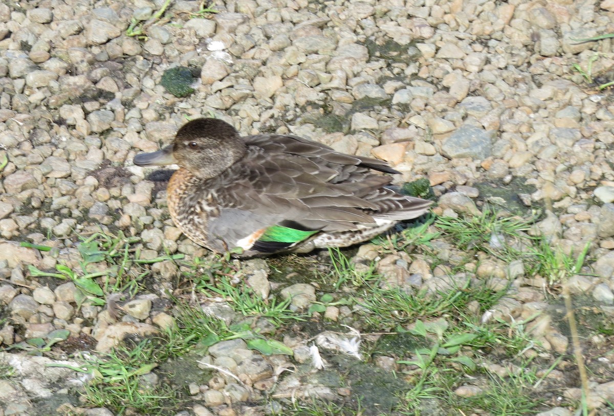 Green-winged Teal - ML642217113