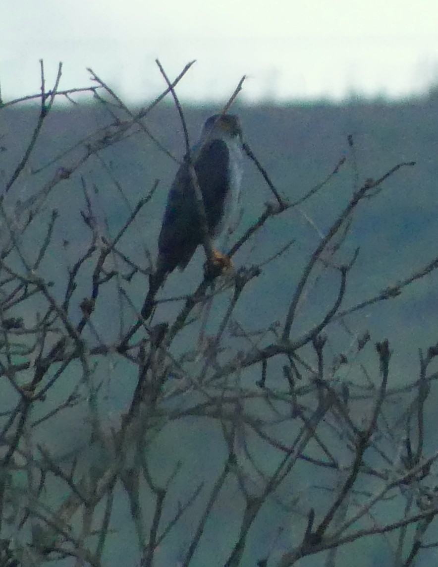 Bicolored Hawk - ML642217121