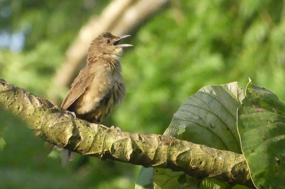 Plain Thornbird - ML642217134