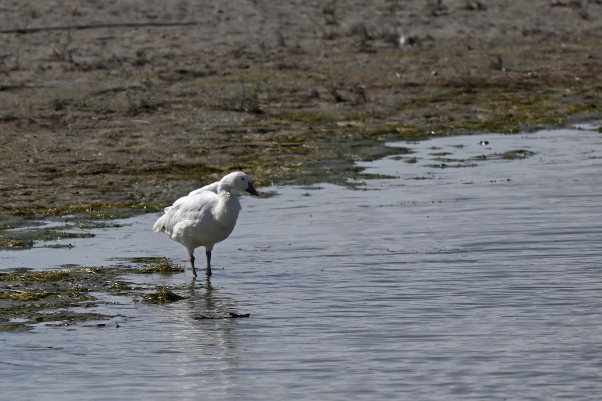 Snow Goose - ML642217137