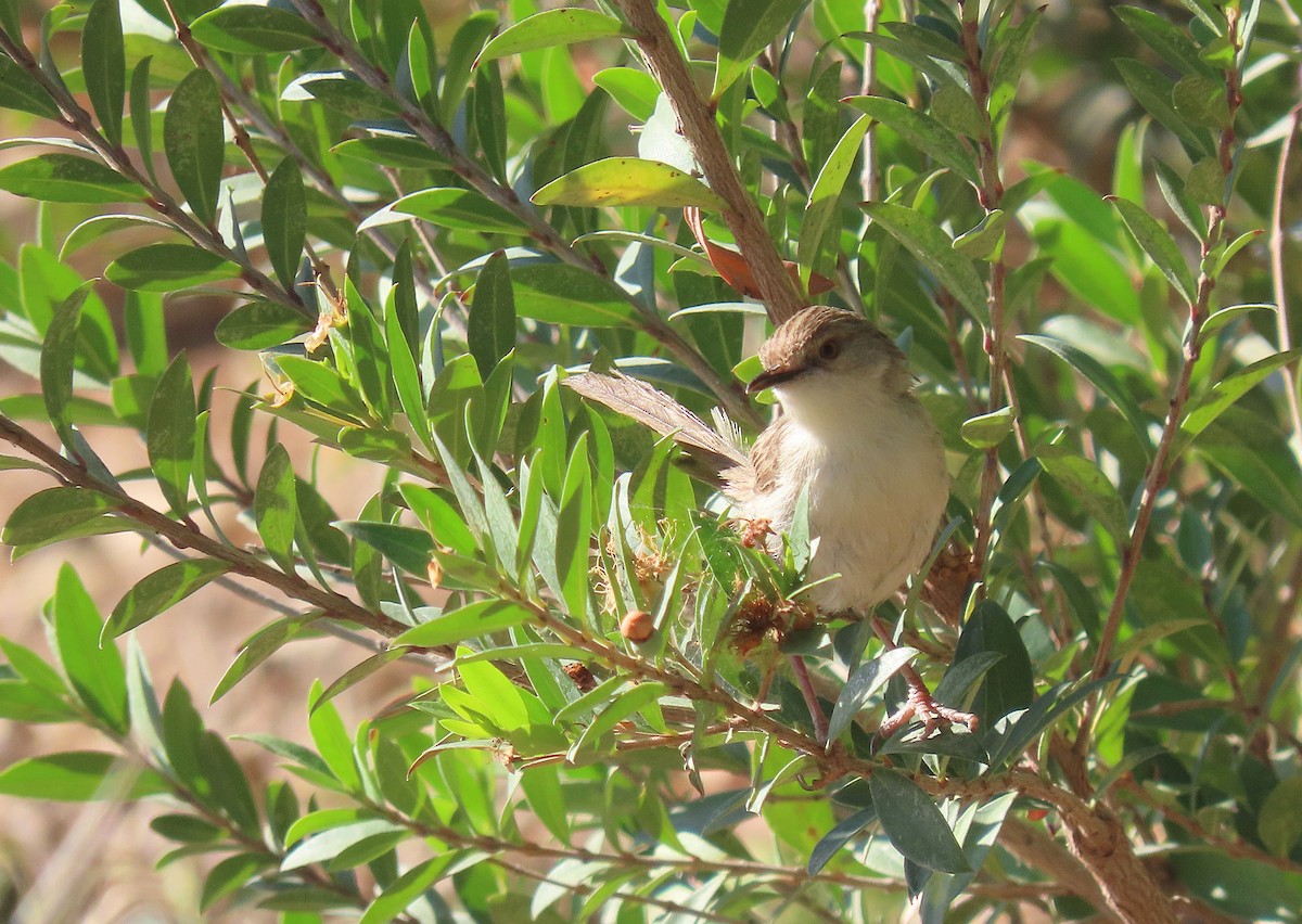 Graceful Prinia - ML642217159