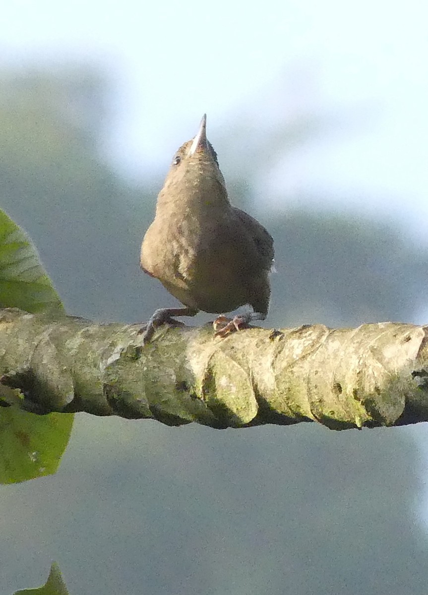 Plain Thornbird - ML642217161