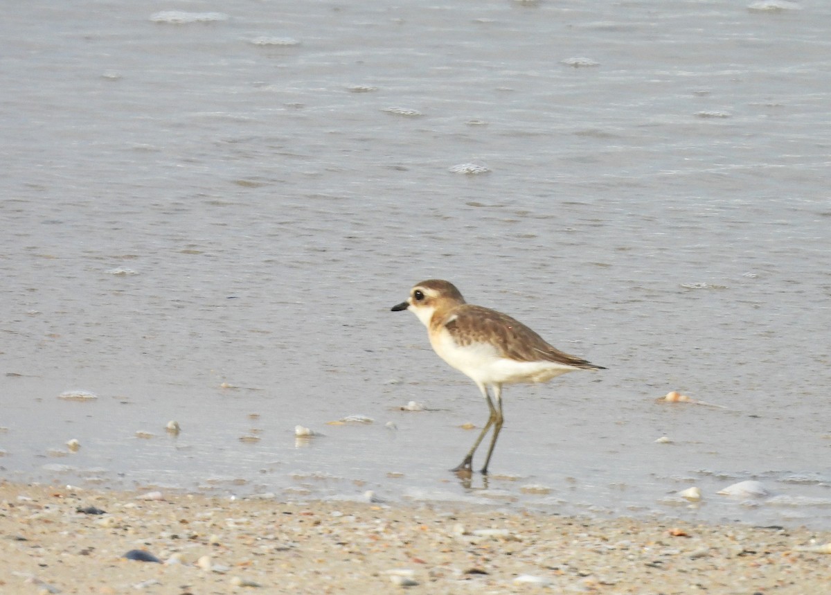 Tibetan Sand-Plover - ML642217178