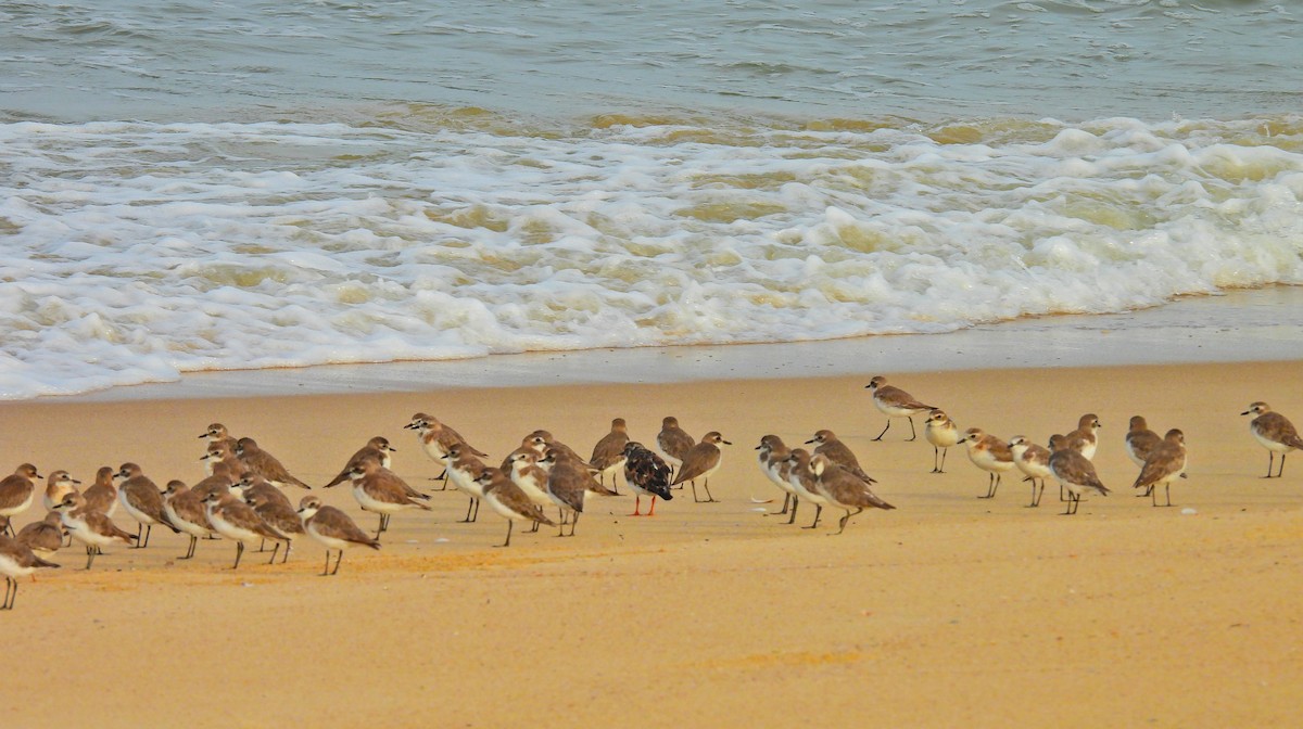Tibetan Sand-Plover - ML642217179
