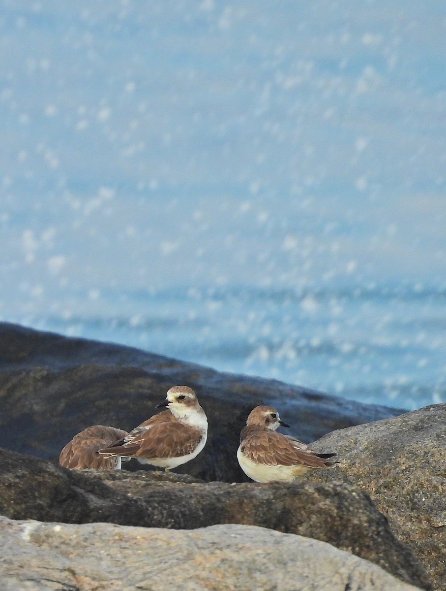 Tibetan Sand-Plover - ML642217180