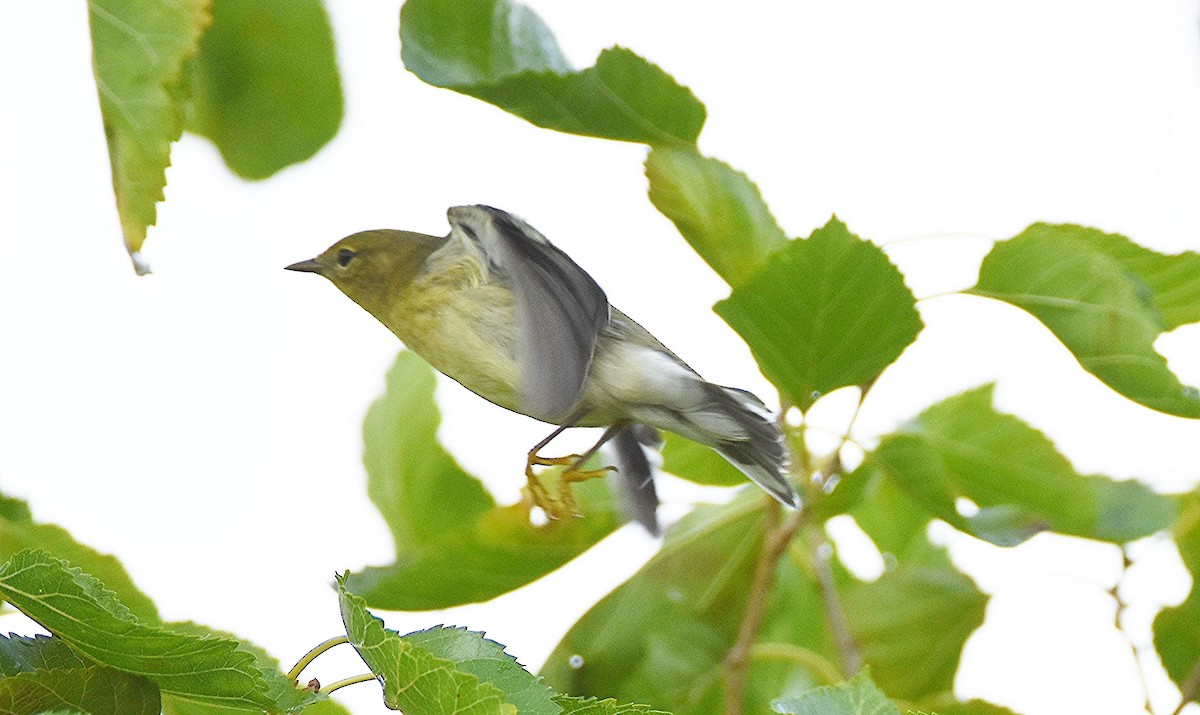 Paruline rayée - ML642217190