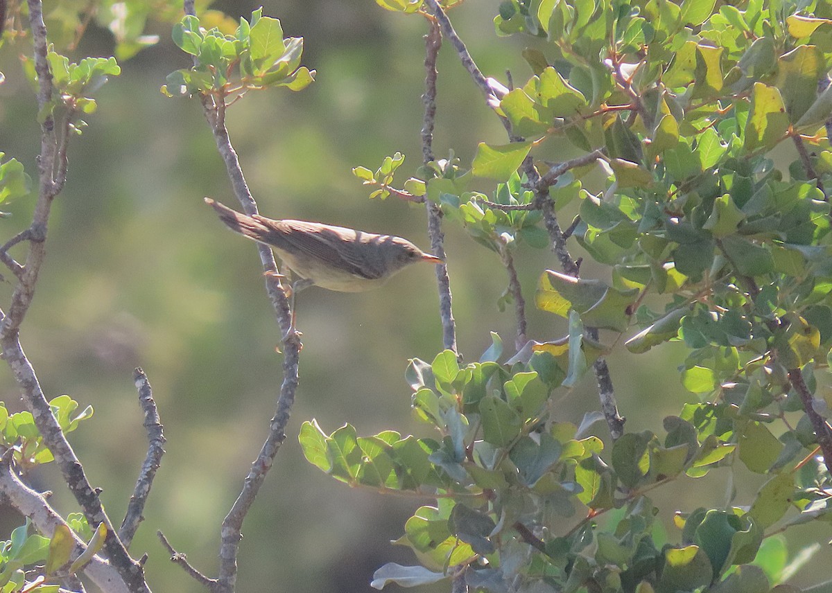 Zarcero Grande - ML642217213