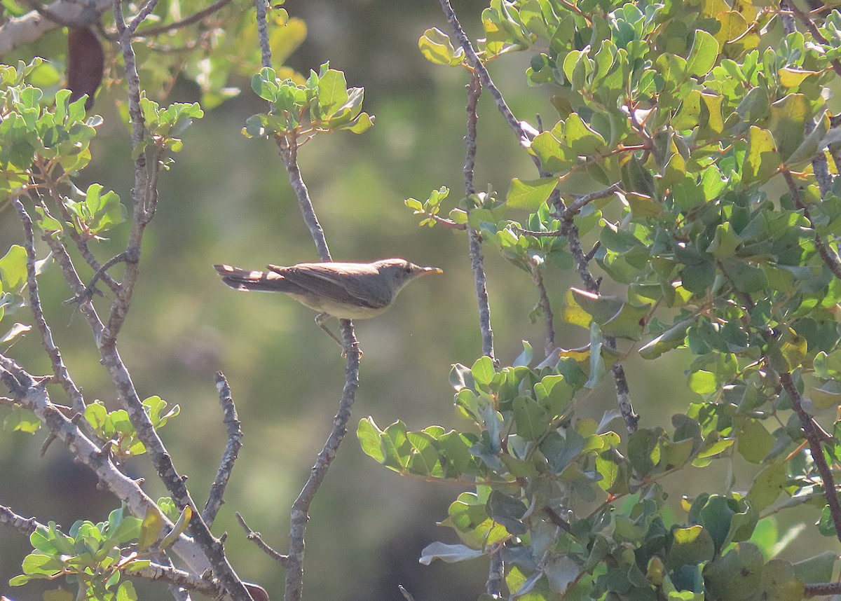 Zarcero Grande - ML642217214