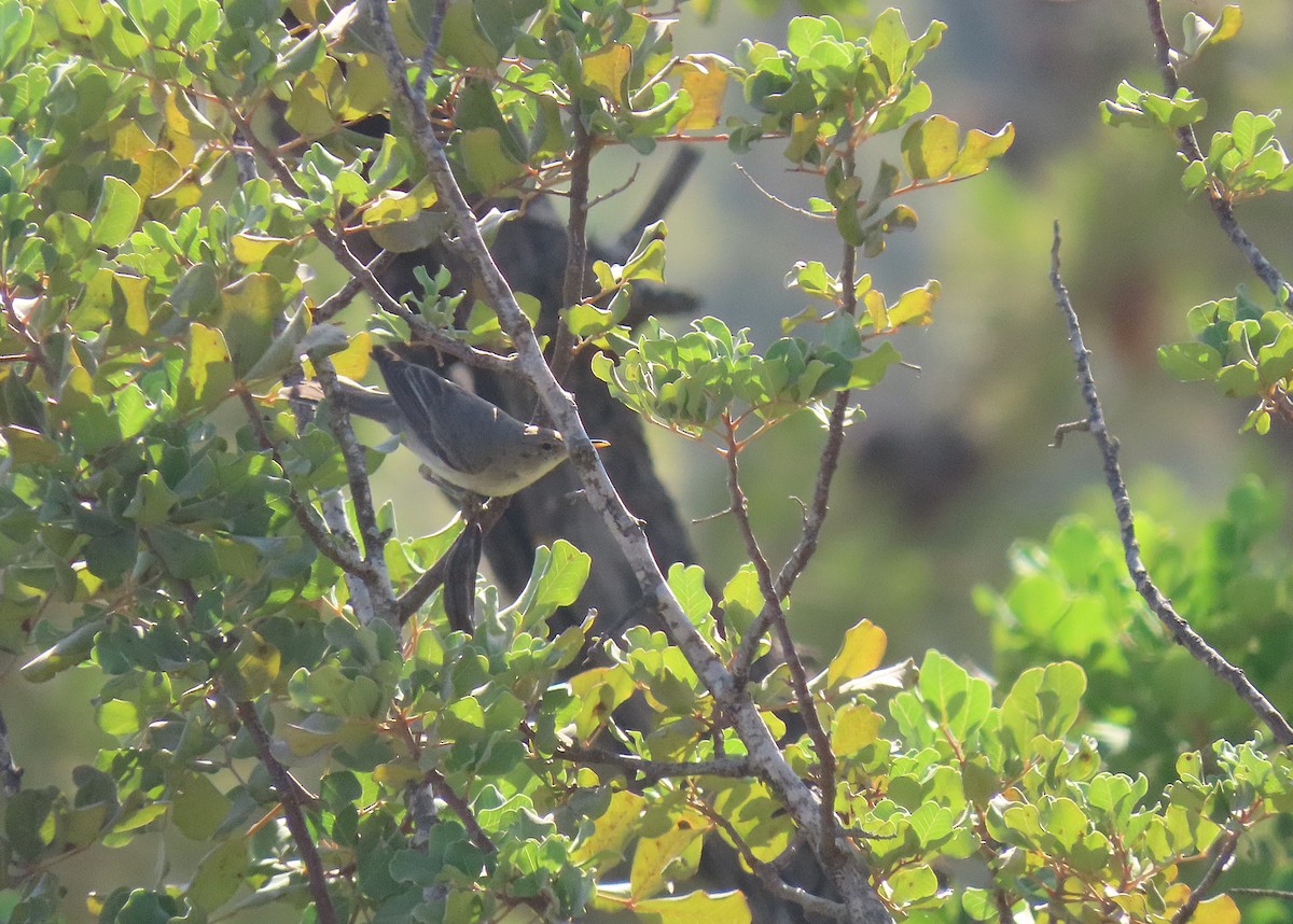 Zarcero Grande - ML642217215