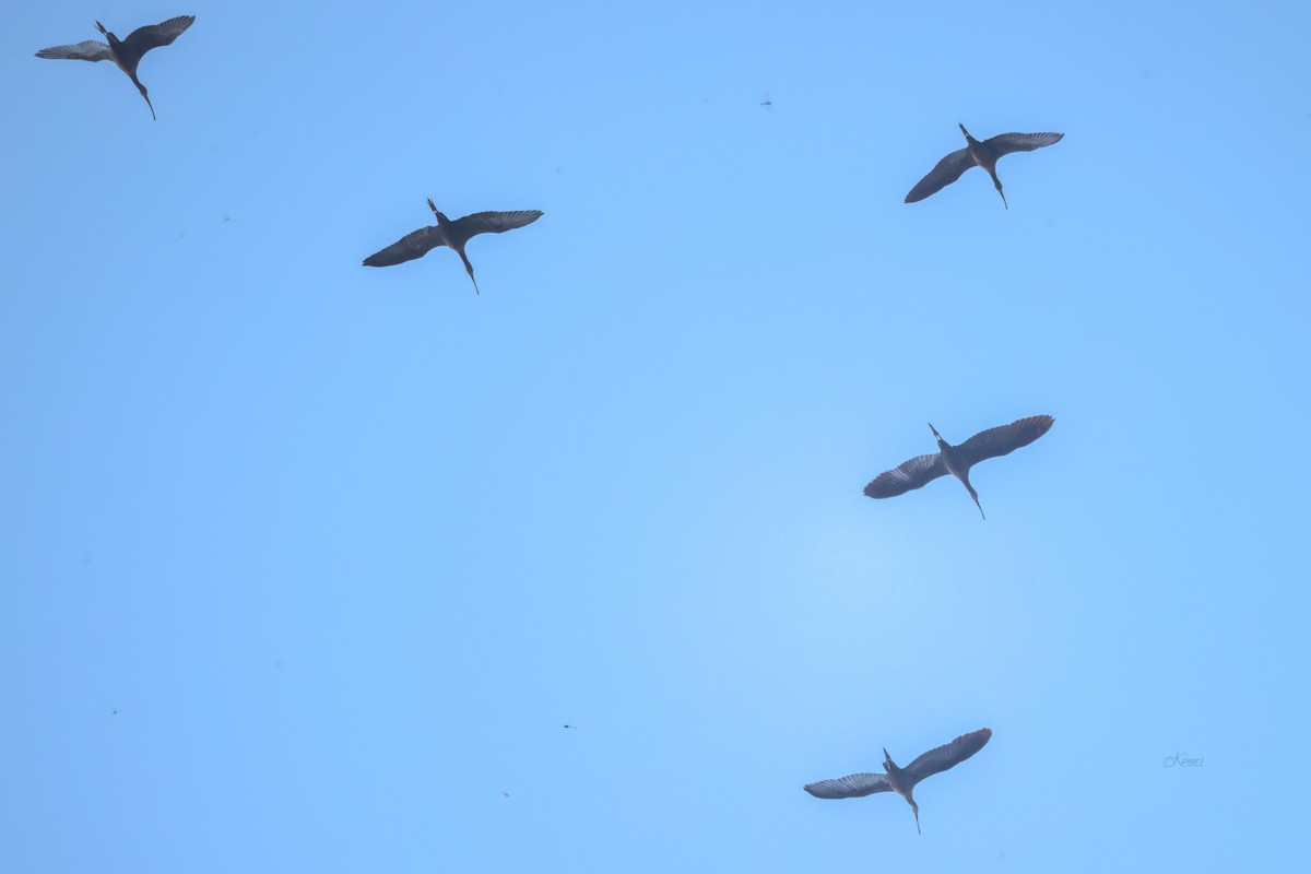 Коровайка бура - ML642217221