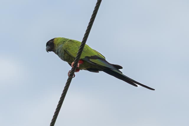 クロガミインコ - ML642217222