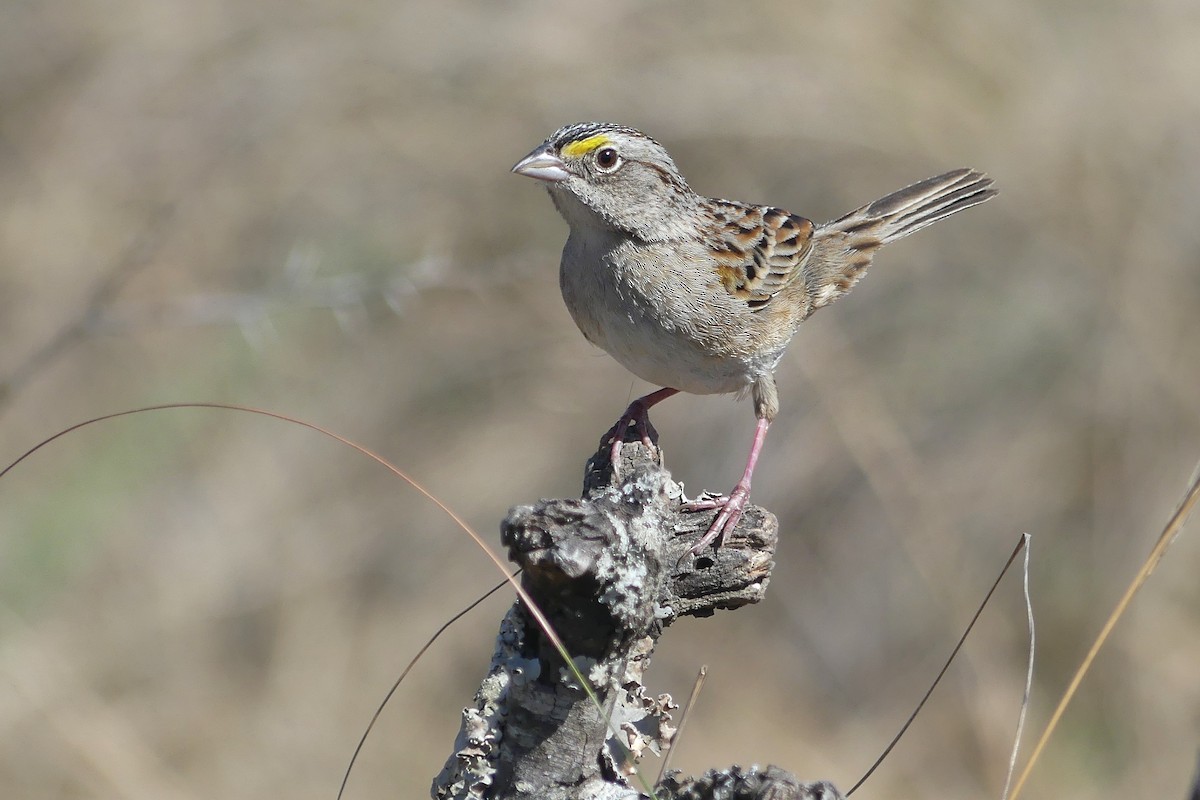 Grassland Sparrow - ML642217226