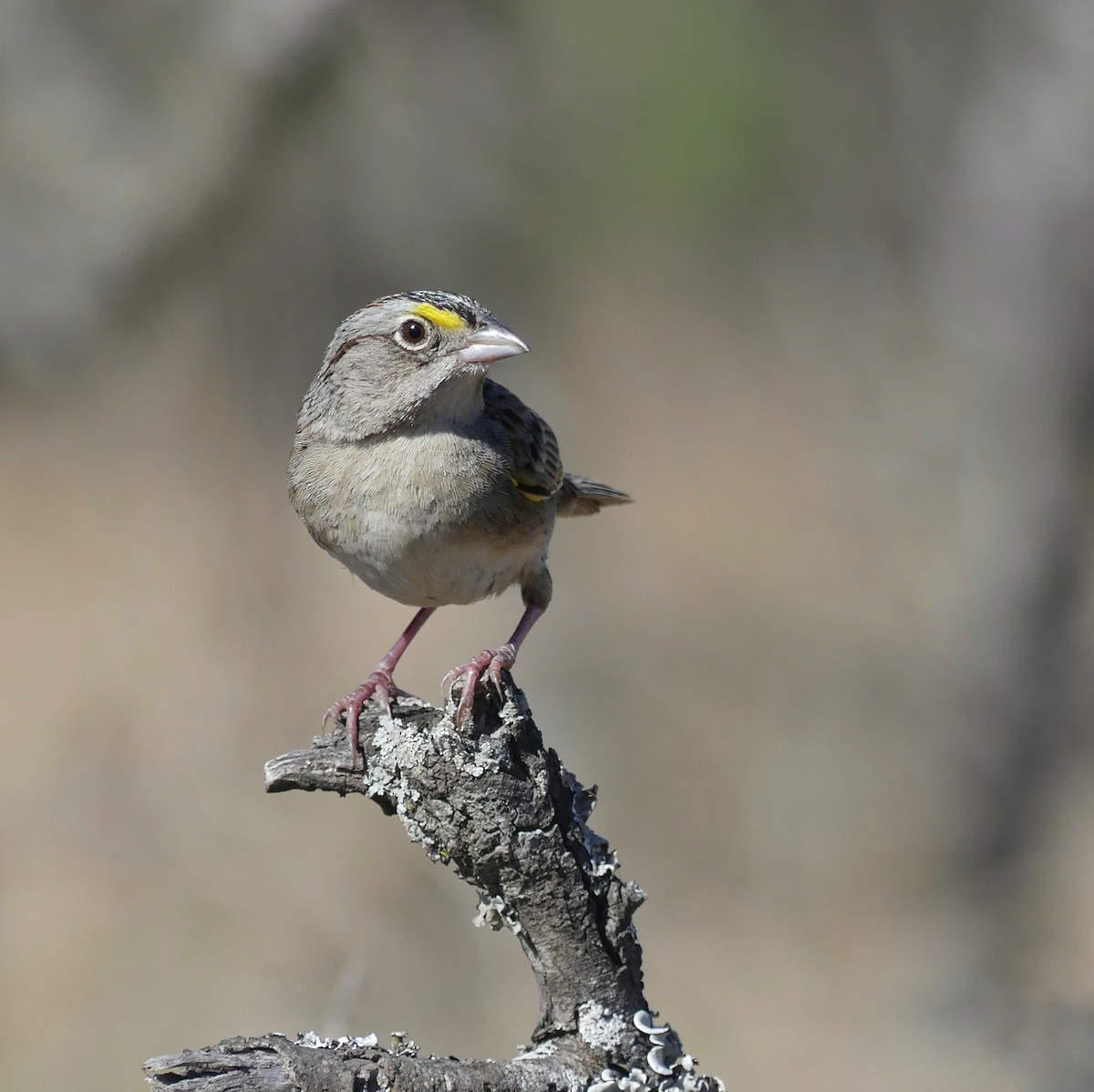 Grassland Sparrow - ML642217227