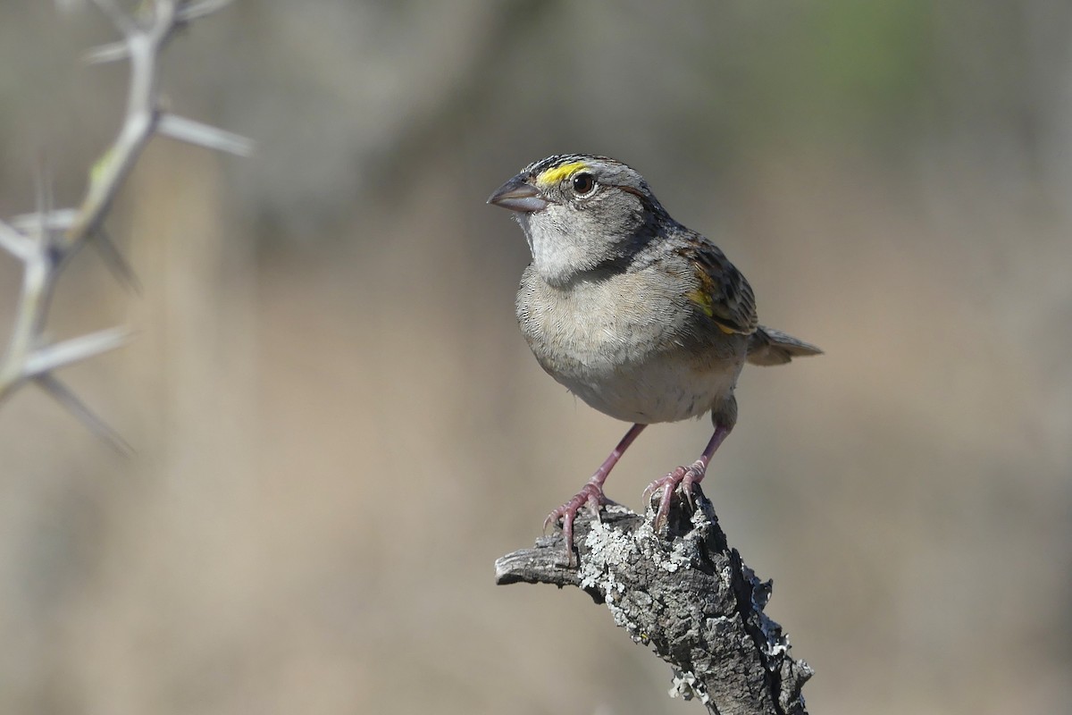 Grassland Sparrow - ML642217228