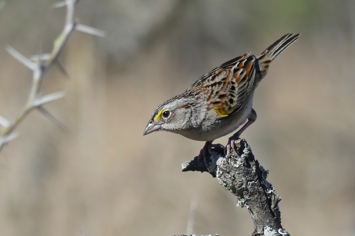 Grassland Sparrow - ML642217229