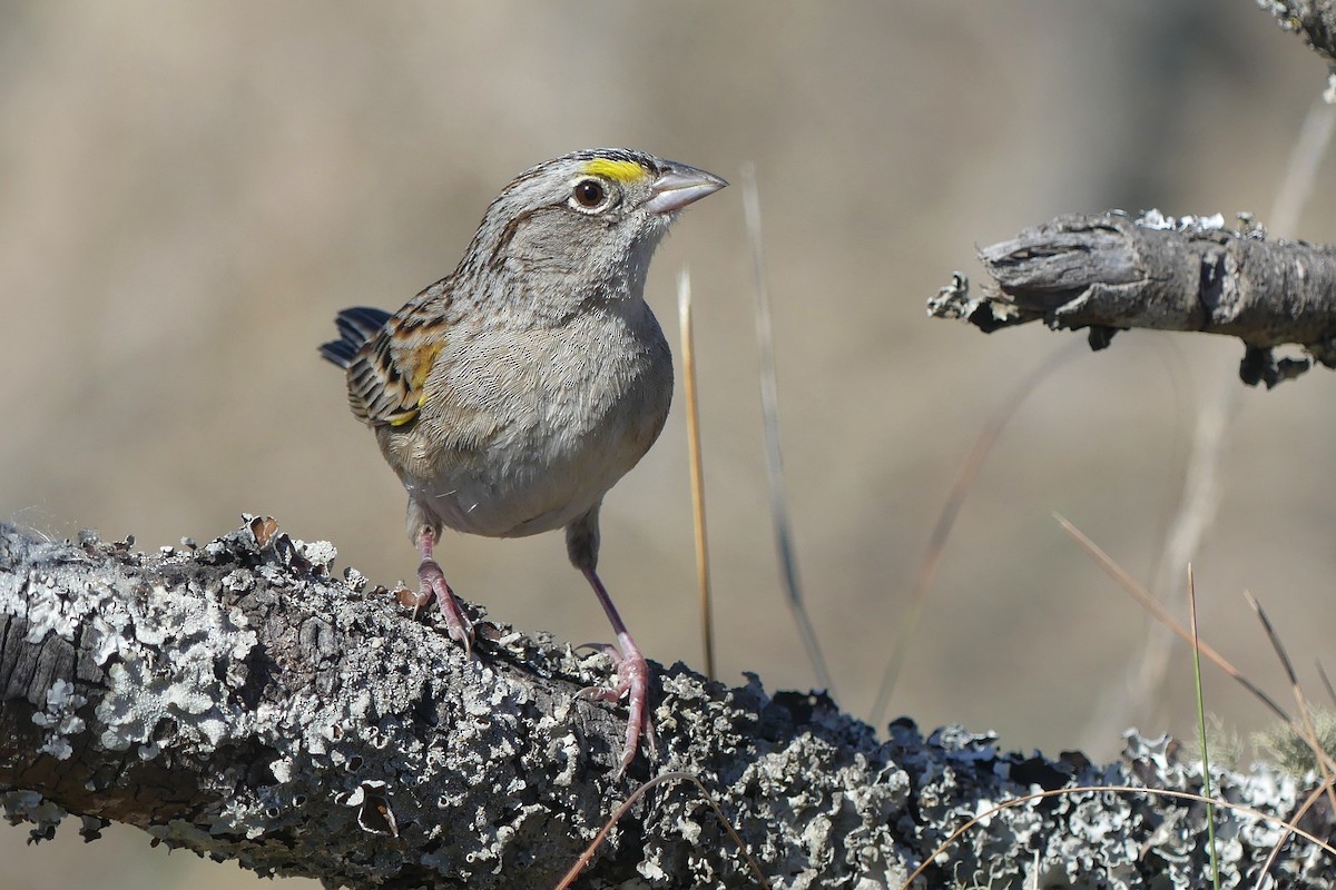 Grassland Sparrow - ML642217230