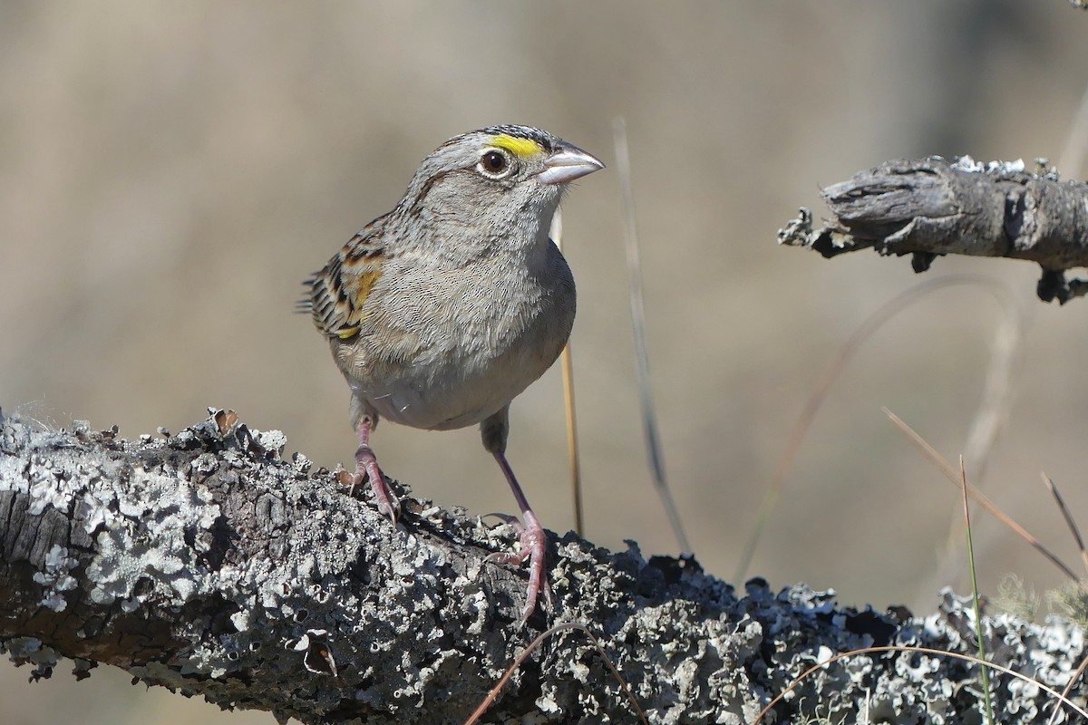 Grassland Sparrow - ML642217231
