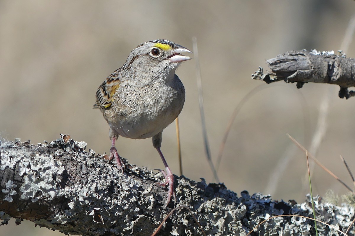 Grassland Sparrow - ML642217232