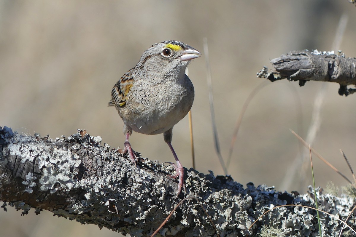 Grassland Sparrow - ML642217233